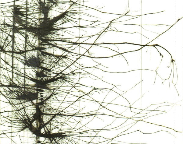 Daniel Menche : Glass Forest (CD, Album)