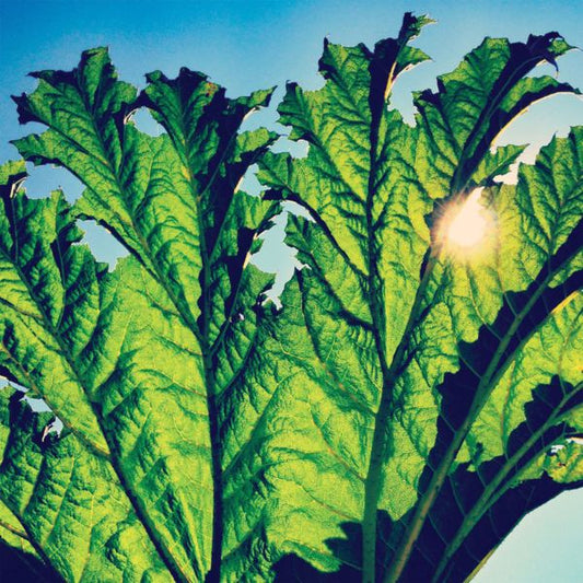 Pfarmers : Gunnera (LP, Album, Ltd, Gre)